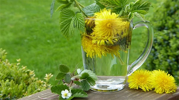 暑さでアジサイが枯れる前に試したい耐暑性植物6選