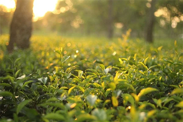 モンステラの花を咲かせるのは難しい？現実的な方法と注意点