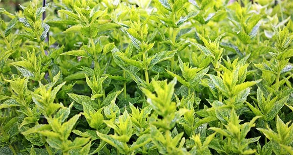 猫に安全な観葉植物10選：猫と暮らす家で育てやすいおすすめ品種