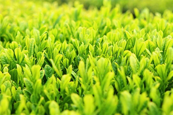 6月に植える野菜8選｜実体験から語る失敗しないコツ